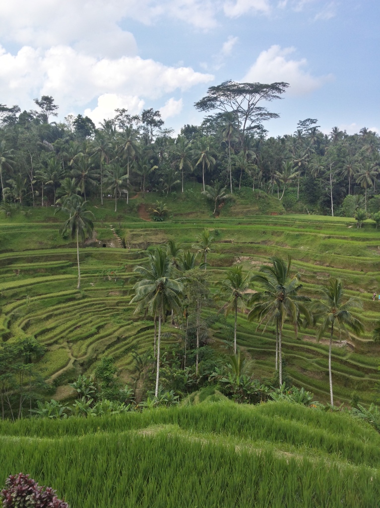 Rice Terrace - Ubud